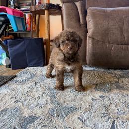 Cocoa - Red female Aussiedoodle puppy in Ellenburg Center, New York from Kristin's Puppies