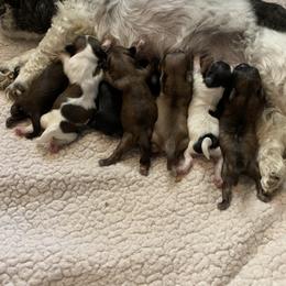 Shih Tzu Puppies from Vicky‘s precious paws