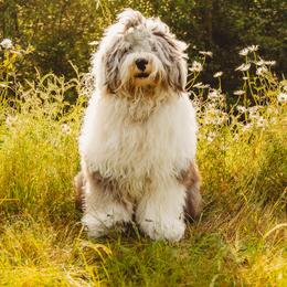 Old English Sheepdog All Grown Up from Cheshire Old English Sheepdogs
