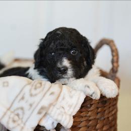 Rowan - Tri-color male Bernedoodle puppy in Delta, Pennsylvania from KEE Bernedoodles