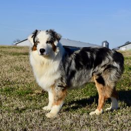 Cruiser - Australian Shepherd