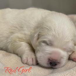 Girl 4 - White female Great Pyrenees puppy in Red Bluff, California from River's Bend Walnut Orchard