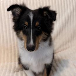 Male 2 - Black white and tan male Shetland Sheepdog puppy in Hobbs, New Mexico from Kailyn Shelties