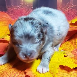 Armani - Blue merle male Pomeranian puppy in Weatherford, Texas from Jeweled Poms