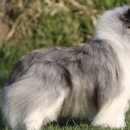 Shetland Sheepdogs from Cheren Waller's Shetland Sheepdogs