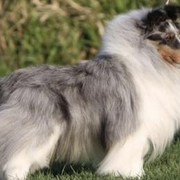 Shetland Sheepdogs from Cheren Waller's Shetland Sheepdogs