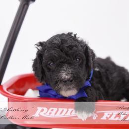 Lord Anothy- blue collar - Black male Bernedoodle puppy in Lexington, North Carolina from Deborah’s Doodles