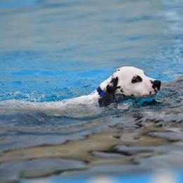 Dalmatian Puppies from SpotWise Dalmatians