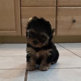 Boy 1 - Blue and gold male Yorkshire Terrier puppy in Colton, Oregon from Yorkies & More R US