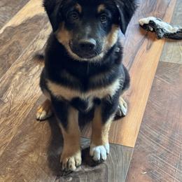 Eddy - Black tri male Miniature American Shepherd puppy in White City, Oregon from Born Rogue Miniature American Shepherds