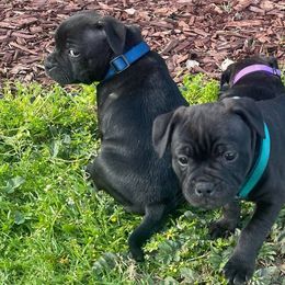 Staffordshire Bull Terriers from Lisa's Staffordshire Bull Terriers