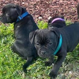 Staffordshire Bull Terriers from Lisa's Staffordshire Bull Terriers
