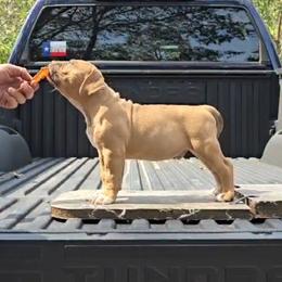 Buck - Fawn male American Bully puppy in Redfield, Arkansas from ArK9 Capabulls