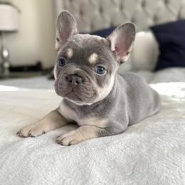 French Bulldog Puppies from Frenchie Envy Puppies