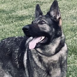 German Shepherds from Norden German Shepherds