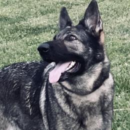 German Shepherds from Norden German Shepherds
