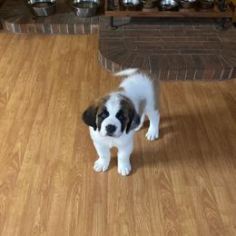 Saint Bernard All Grown Up from BnC Breeders