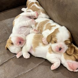 Cavalier King Charles Spaniel Puppies from Wrenwood Cavalier King Charles Spaniels