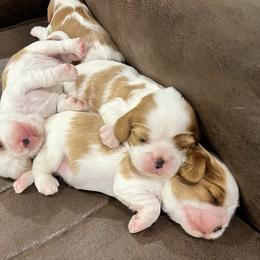 Cavalier King Charles Spaniel Puppies from Wrenwood Cavalier King Charles Spaniels