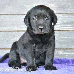 Orange female - Black female Labrador Retriever puppy in Mississippi from Sure Shot English Labs
