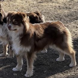 Beaux - Miniature Australian Shepherd