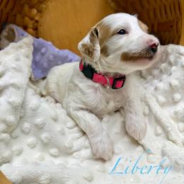 Liberty - Parti female Goldendoodle puppy in Boise, Idaho from Goldendoodle Baby