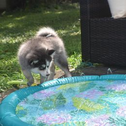 Hela - Blue female Pomsky puppy in Boonville, Indiana from Elysian Pomskies
