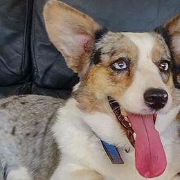 Koko - Cardigan Welsh Corgi