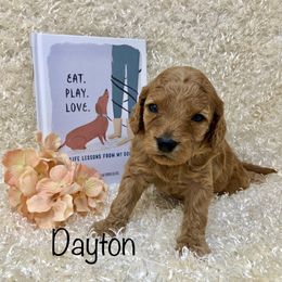 Goldendoodle Puppies from Ming’s Dynasty Doodles