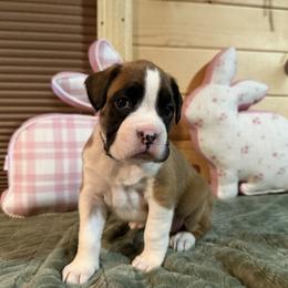 Black - Fawn female Boxer puppy in Center Hill, Florida from Rogers Farm’s Beloved Boxers
