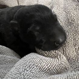 Girl 2 - German Shepherd puppy in Chambersburg, Pennsylvania from Markenhaus Working German Shepherds