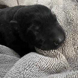 Girl 2 - German Shepherd puppy in Chambersburg, Pennsylvania from Markenhaus Working German Shepherds