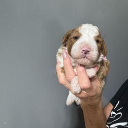 Pink - Yellow and white female Bernedoodle puppy in Petersburg, Michigan from Brittany’s Mini Bernedoodles