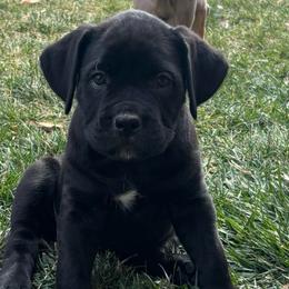 Cupid - Black female Cane Corso puppy in Utah from 3Lake Kennelz