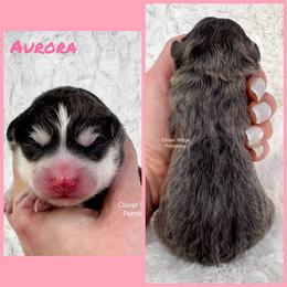 Aurora - Blue female Pomsky puppy in Sheffield, Iowa from Clover Ridge Pomskies