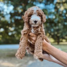 Lolli-pop - Red  female Poodle puppy in Mount Vernon, Illinois from Autumn Powell