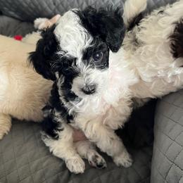 Boy 1 - Parti male Poodle puppy in Sharon, Connecticut from LittleBear Poodles