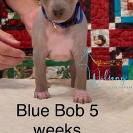 Buster - Blue collar boy - Blue male American Hairless Terrier puppy in Smith Center, Kansas from Wilsong Kennel