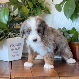 Bernedoodle and Bernese Mountain Dog Puppies from Wild Mountainside Bernedoodles