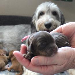 Girl 1 - female Australian Labradoodle puppy in Provo, Utah from EllsWORTH Labradoodles LLC