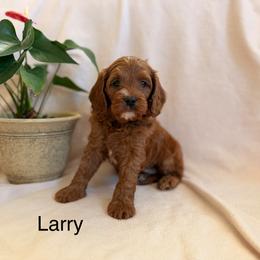 Larry - Red male Cavapoo puppy in Oxford, Pennsylvania from FriendlyPals