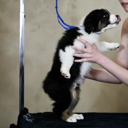 Australian Shepherd, Miniature American Shepherd, Miniature Australian Shepherd, and Toy Australian Shepherd Puppies from Painted Blue Aussies