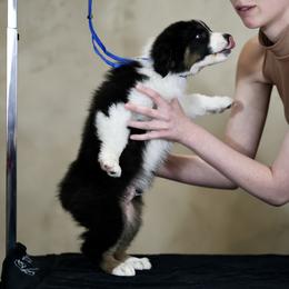 Australian Shepherd, Miniature American Shepherd, Miniature Australian Shepherd, and Toy Australian Shepherd Puppies from Painted Blue Aussies