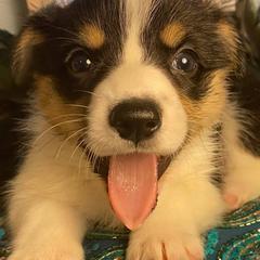 Pembroke Welsh Corgis from Willstar Canine