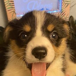 Pembroke Welsh Corgis from Willstar Canine