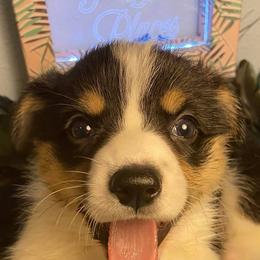 Pembroke Welsh Corgis from Willstar Canine
