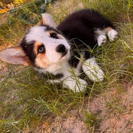 Thunder - Black and tan male Pembroke Welsh Corgi puppy in Weatherford, Texas from Wild Rose Farms