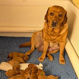 Pink dot - Yellow female Labrador Retriever puppy in Farmingdale, New Jersey from Familyraised Labradors