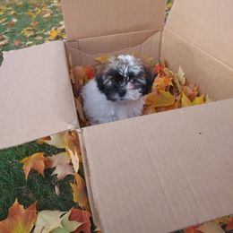 Amichi - Black gold and white Shihpoo puppy in Middlebury, Indiana from Rika' Family