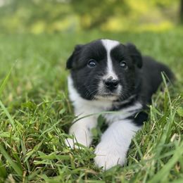 Smudge - Black & white male Miniature Australian Shepherd puppy in Stuart, Virginia from Apple Tree Mini Aussies